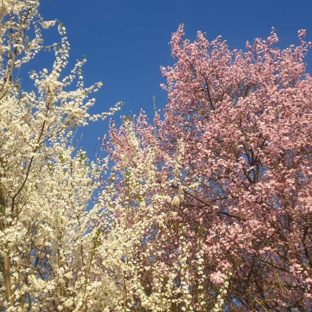 Printemps à Mirecourt